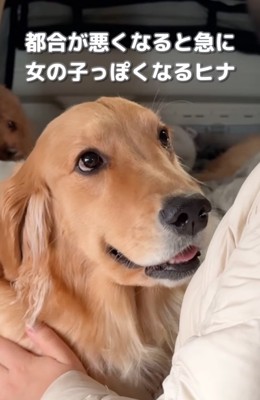 チラッと見つめる大型犬