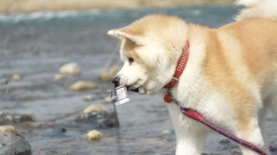 川に落ちていたゴミを咥える犬