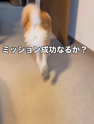 ちゃんと持ってこれるかな?