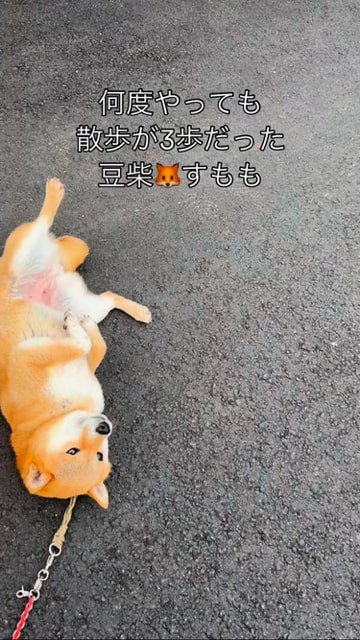 地べたに転がる豆柴