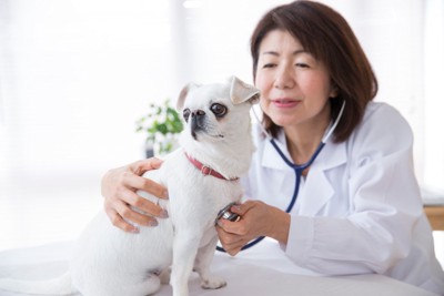 聴診器をあてられている犬