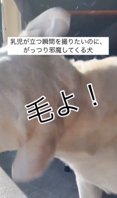 きぬちゃんと立つ練習中の赤ちゃん6