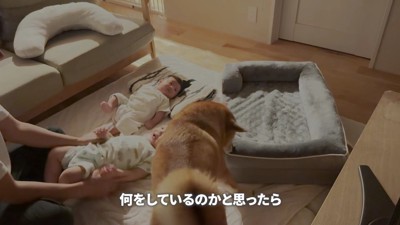 自分のベッドを持ってる！！