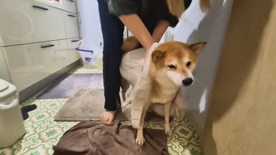 シャンプーをするスティーブくん9