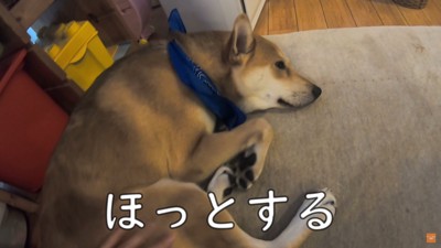 飼い主さんの隣でスヤスヤ