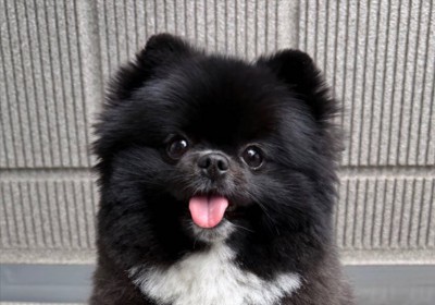 ポメラニアン