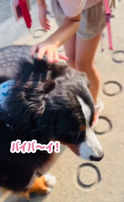 小学生に囲まれる超大型犬2