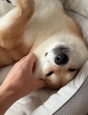 頬を撫でてもらう柴犬