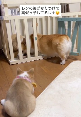 順番待ちするレナちゃん