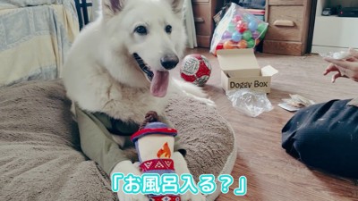 BJ くんに「お風呂入る？」と聞いたら4