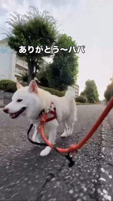 嬉しそうに帰る柴犬