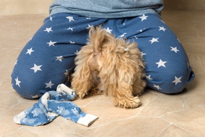 足の間に隠れる犬