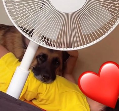 仰向けの女の子の胸に顎を乗せるジャーマンシェパードドッグ