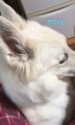 雷が鳴った時のリリーちゃん＆タンタンちゃん4