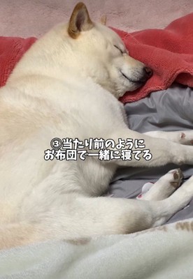 布団で寝る姿は人間のよう…