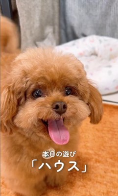 もっちゃん&ふーちゃんのハウス