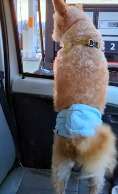 車の外を確認する犬