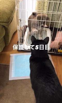 サスケくんの変化3