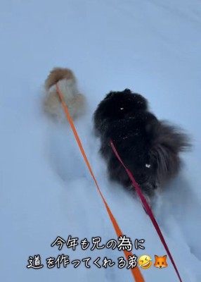 こんちゃんが仲間入り!