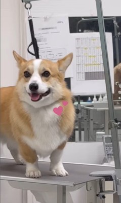 飼い主さんを発見したうにちゃん8