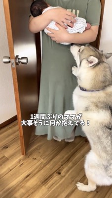 赤ちゃんを見上げる犬