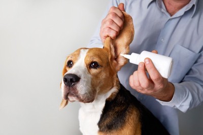 耳掃除中の犬