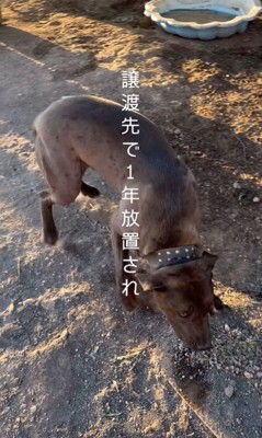 リバくんが2歳になるまで2