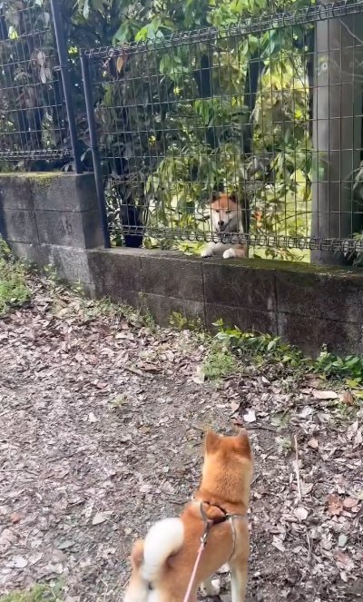 フェンスの向こうで待っている犬