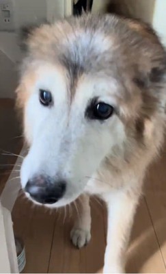 ドアップのごん太郎くん