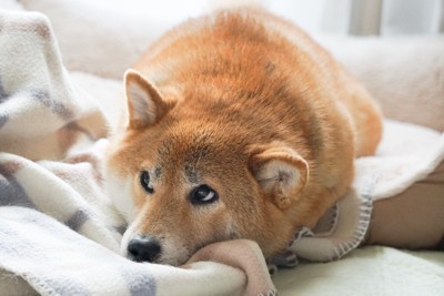 ブランケットと柴犬