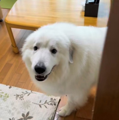 部屋の中でこちらを見る犬