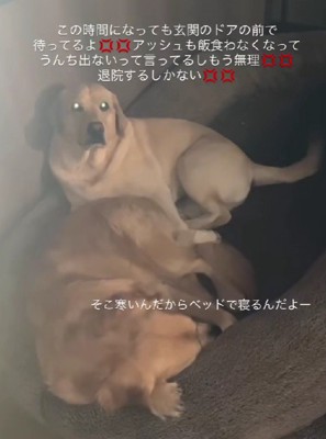 玄関で待ち続ける2頭