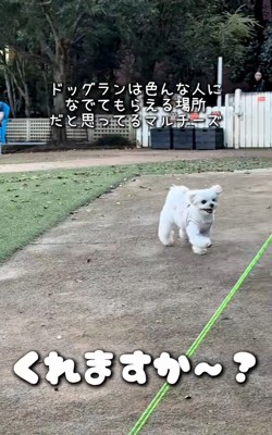 笑顔で駆け寄るおもちくん