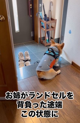 玄関で落ち込む犬犬