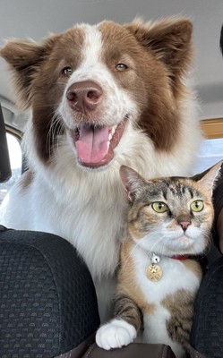 たびちゃんと一緒で嬉しそうな金時くん