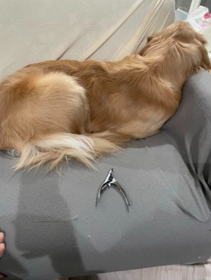 全力で爪切りを拒否！