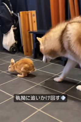 うさぎの後ろを歩く犬