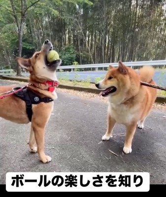 ボールで遊ぶ犬たち