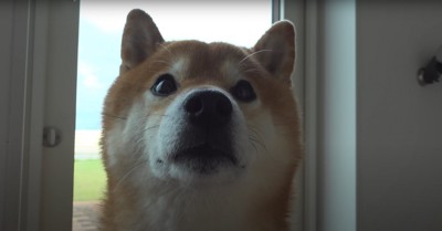 正面を見ている柴犬のアップ