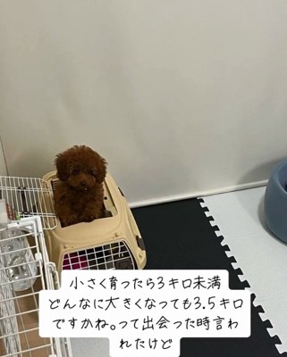 クレートから顔を出すまつくん