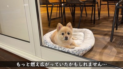 第一発見者となったポメくん