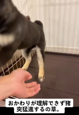 芸の練習中のもずくちゃん7