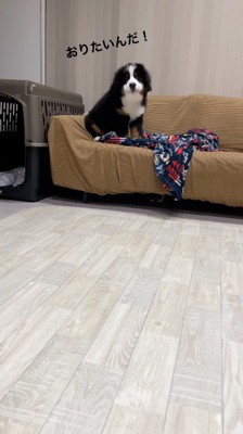 ソファの上で吠える子犬