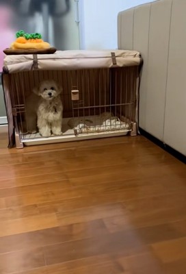 ケージに入ったワンコ