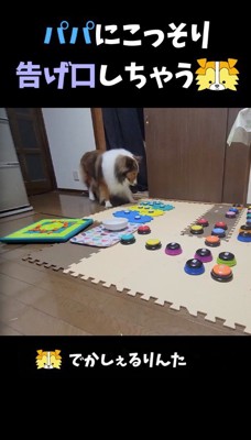 床に置かれたボタンを見つめる犬