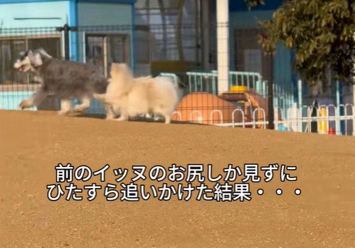 ぺんぺん君が追いかけます
