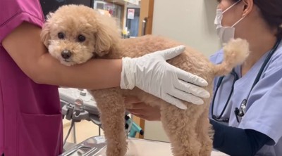 診察台の上に乗る犬4