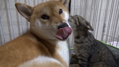 毛づくろいされる犬