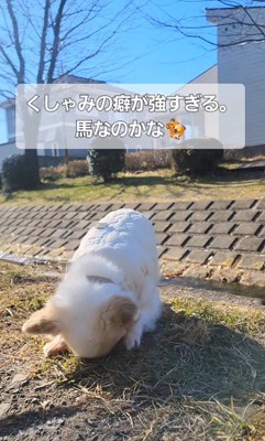 たねちゃんのくしゃみ5