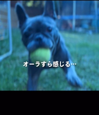 ボールをくわえる犬